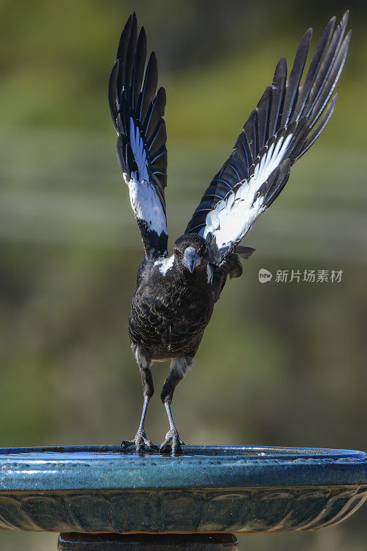 澳大利亚喜鹊（Gymnorhina tibicen）